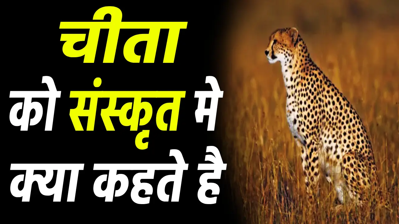cheetah ko sanskrit mein kya kehte hain